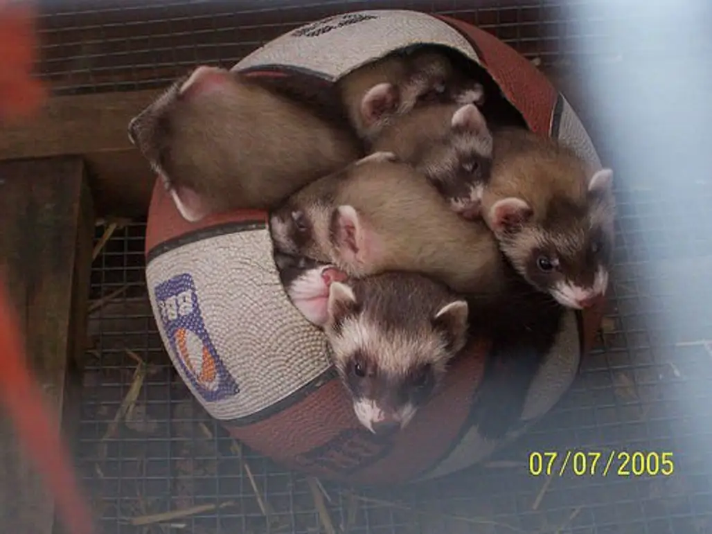 Ferret-proof the Water and Food Containers