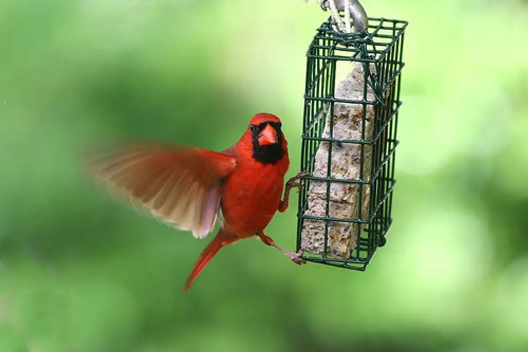 Fill Your Feeders