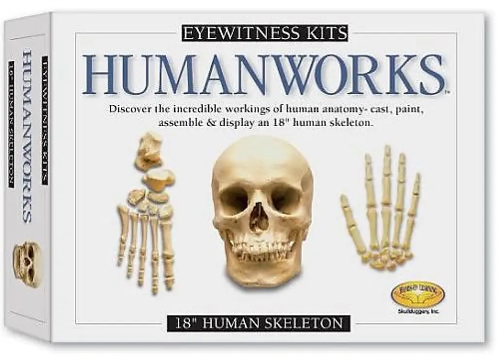 Human Skeleton Casting Kit