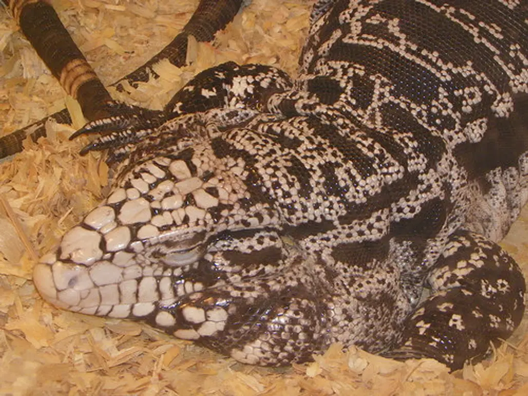 Argentinean Black and White Tegus