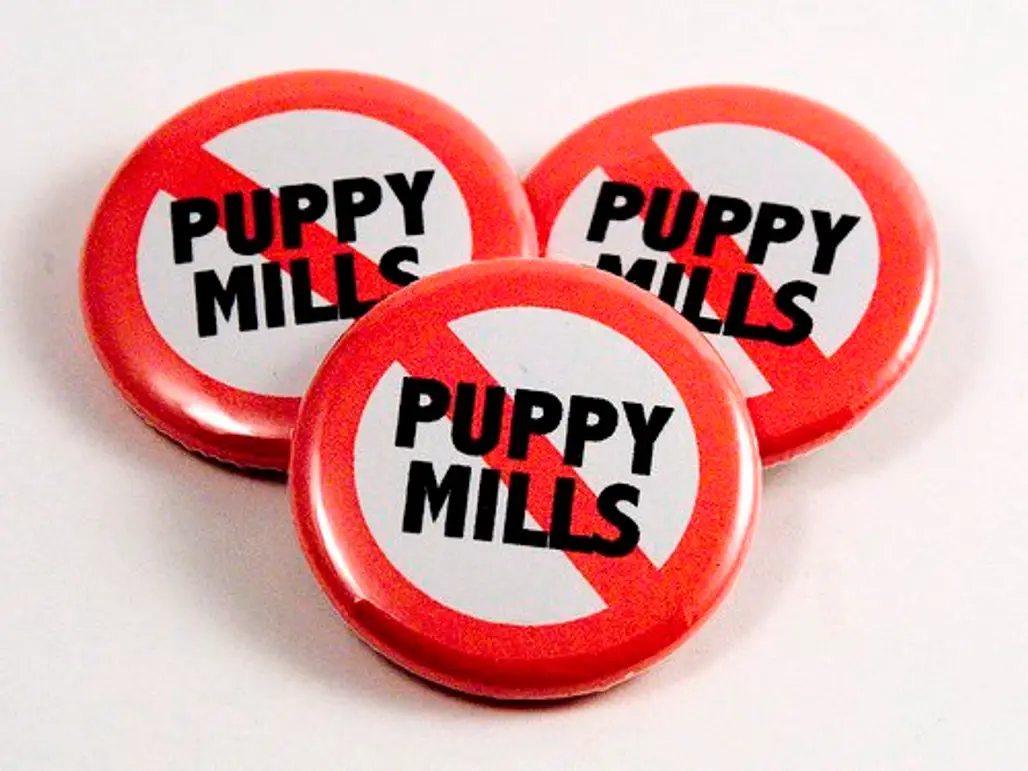 Don’t Go to Puppy Mills