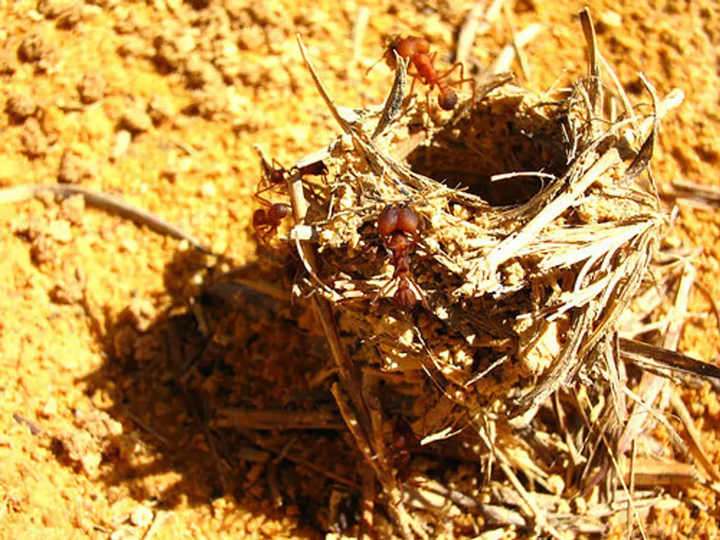 Sitting on an Ant-nest