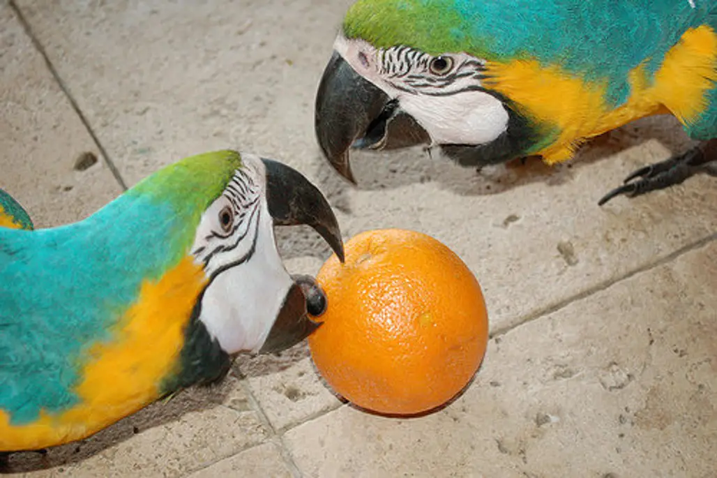 Offer Food Made Specifically for Macaws