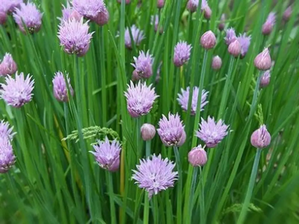 5 Tips on Growing Chives