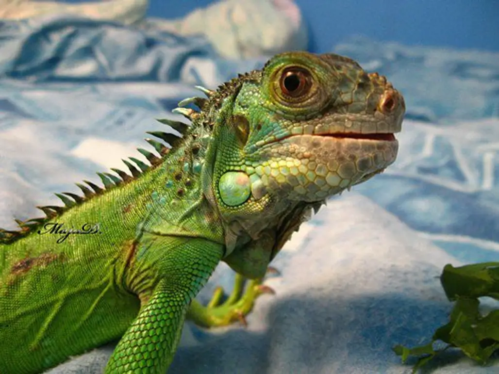 Question: do Small Cages Stunt the Growth of Iguanas?