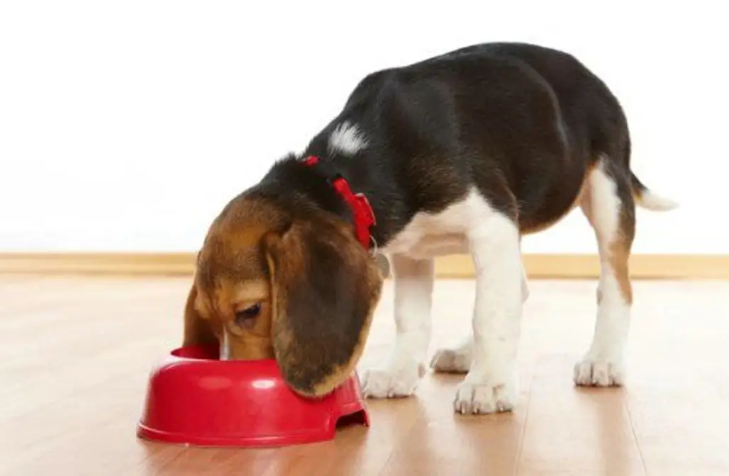 Question: is It a Good Idea to Change My Dogs Food Every Now and then, in Case He is Getting Bored of It?
