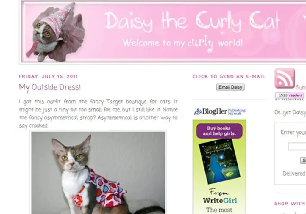 Daisy the Curly Cat