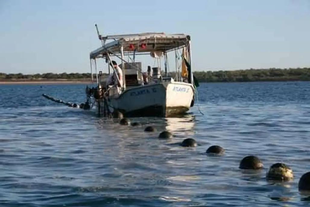 Search for Pearls in Broome