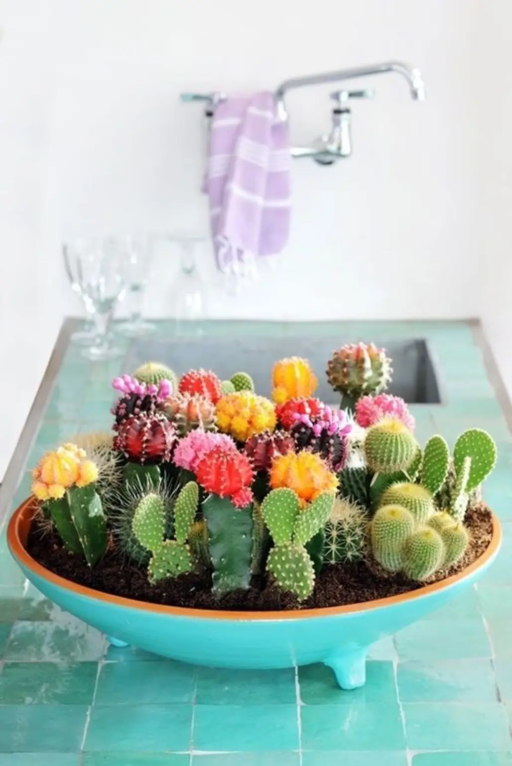 flower arranging,plant,flower,floristry,cactus,
