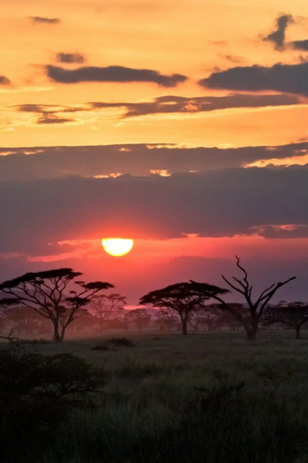 The Serengeti, Africa
