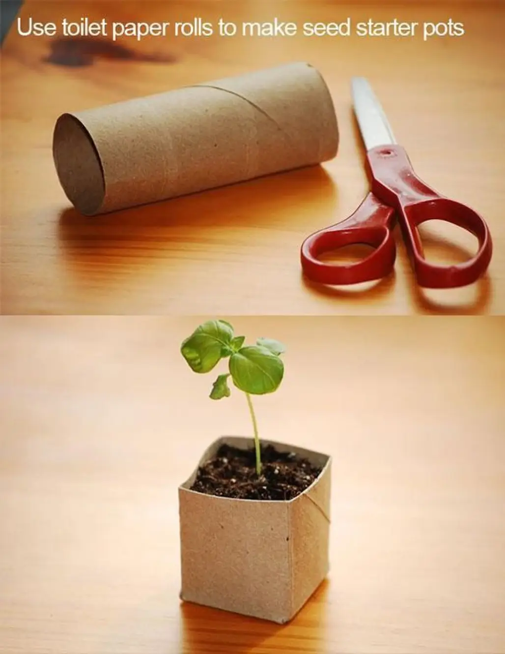 Start Plants in Toilet Paper Tubes