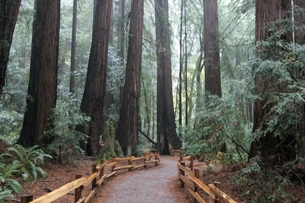California’s Redwood Forest