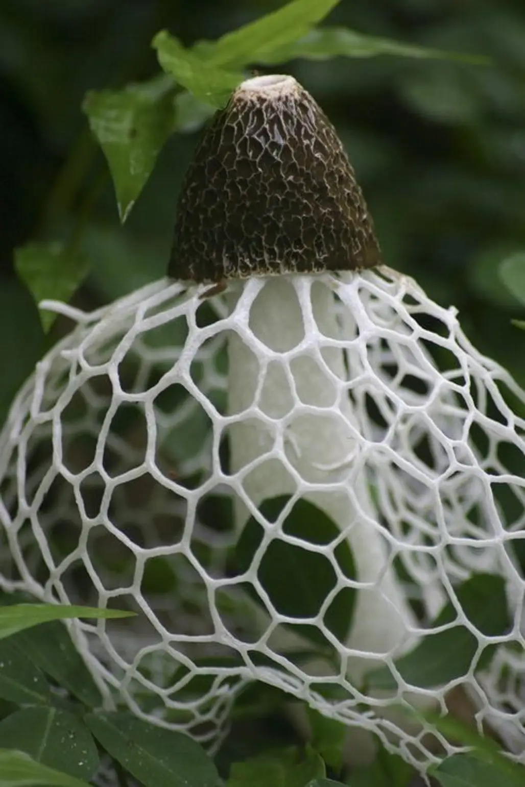 Veiled Lady Mushroom