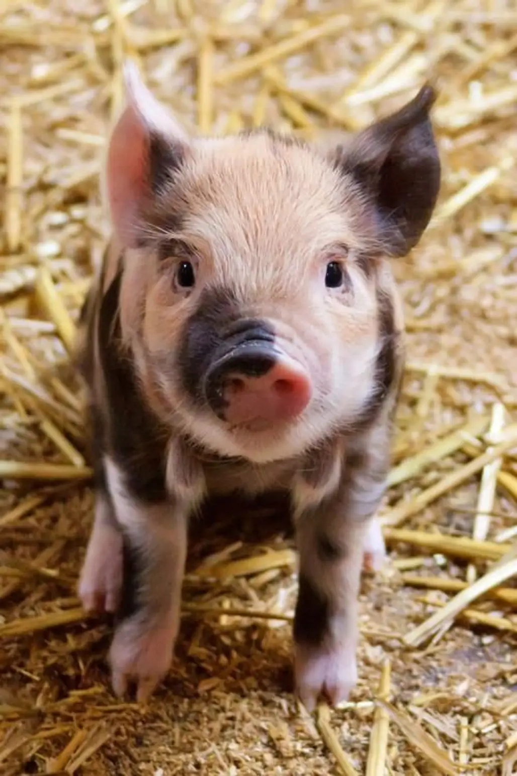 Pigs and Their Surprising Intelligence
