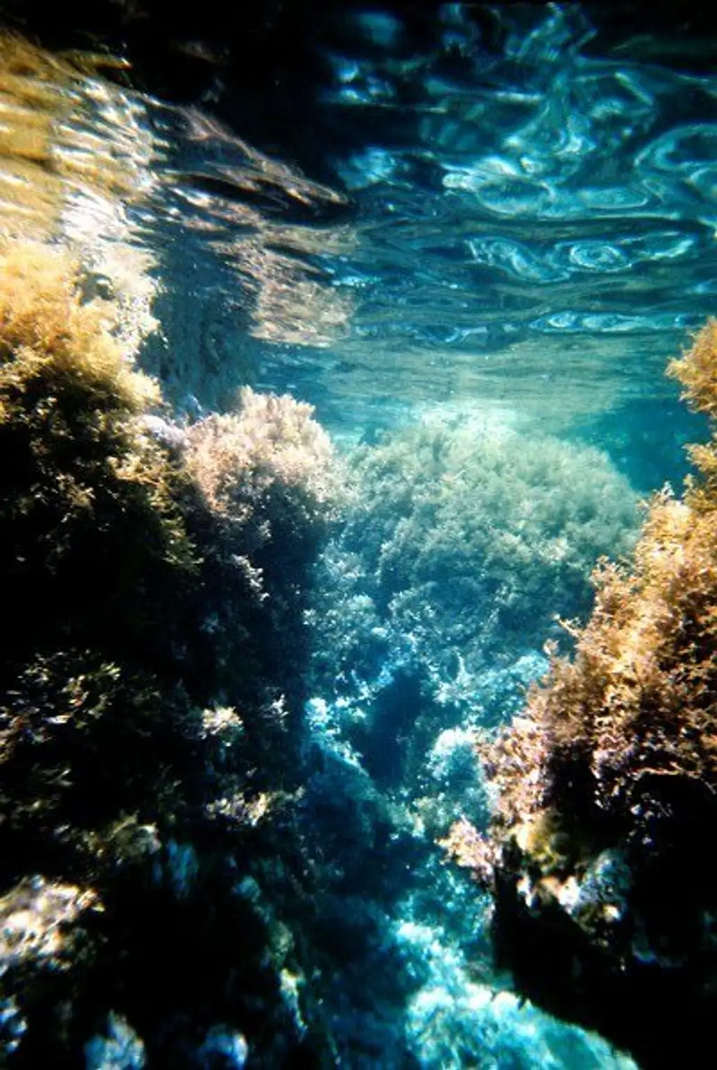 marine biology,underwater,sea,ocean,reef,