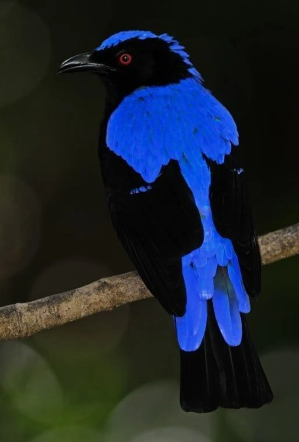 See Incredibly Colorful Birds