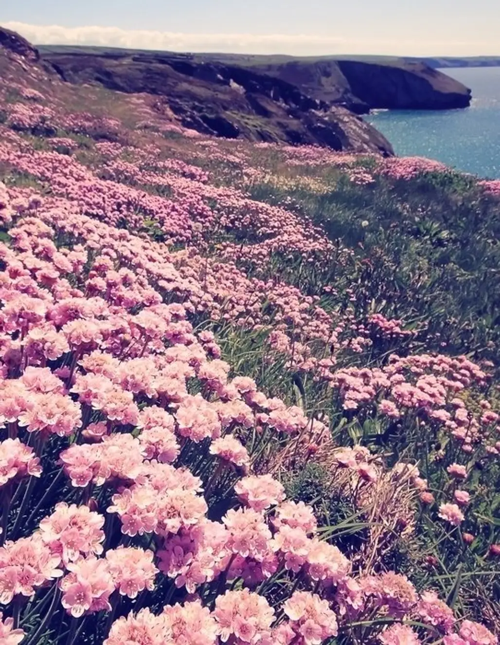 Pink Flower Headland