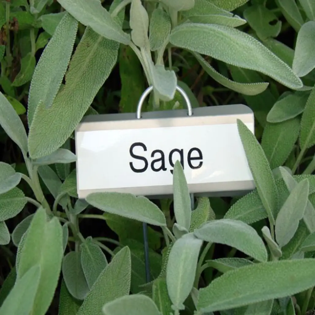 Eat Sage to Improve Your Memory