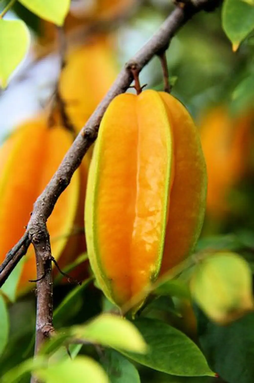 Go Exotic with Some Star Fruit