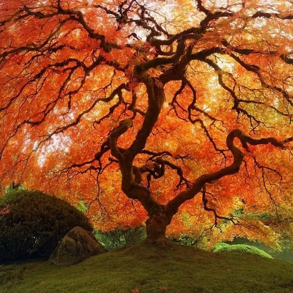 Fall Japanese Maple