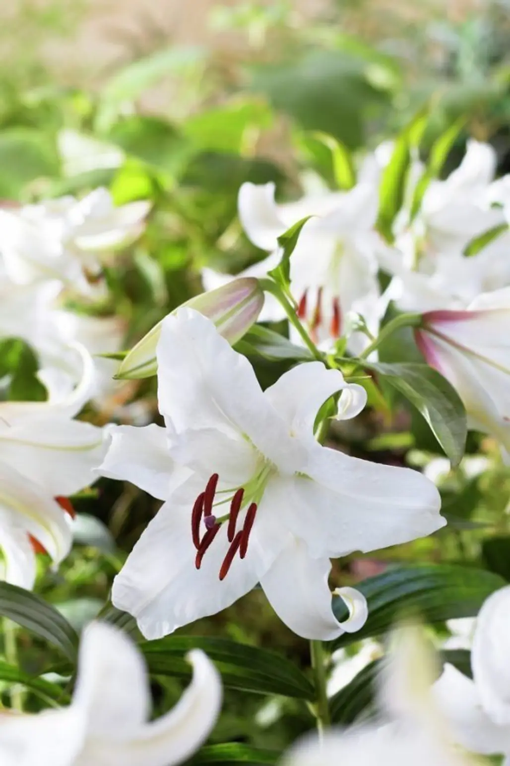 flower, plant, white, lily, flowering plant,