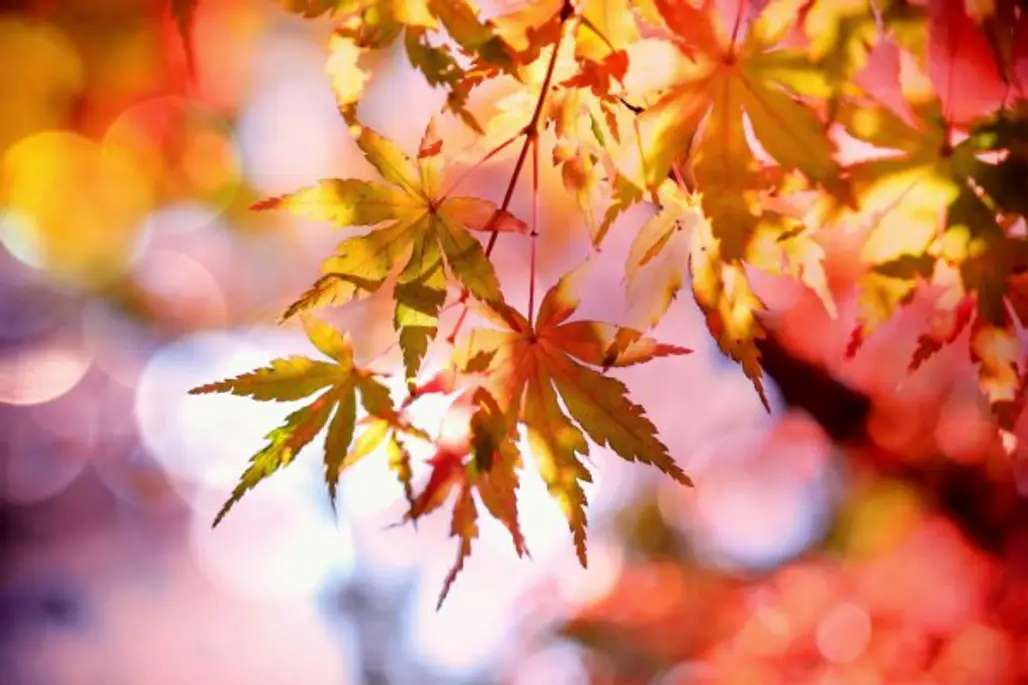 maple leaf, leaf, autumn, branch, maple tree,