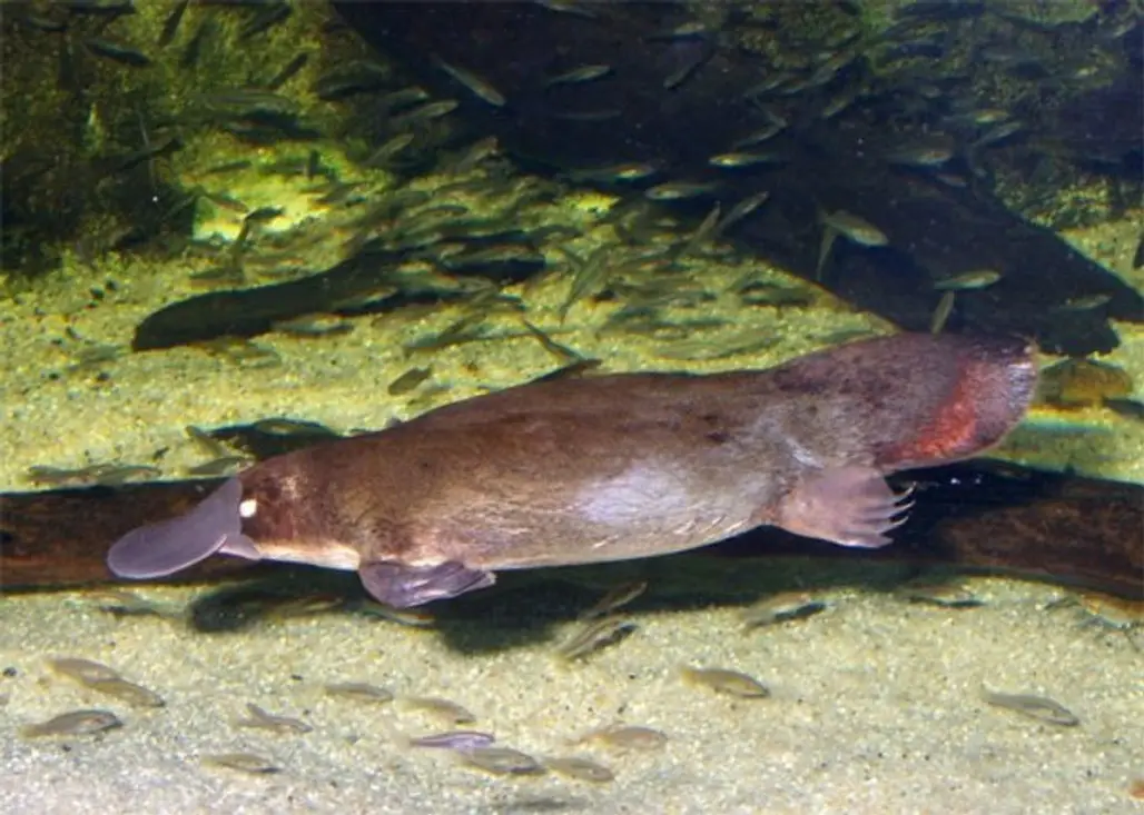 Peek at a Platypus in the Wild