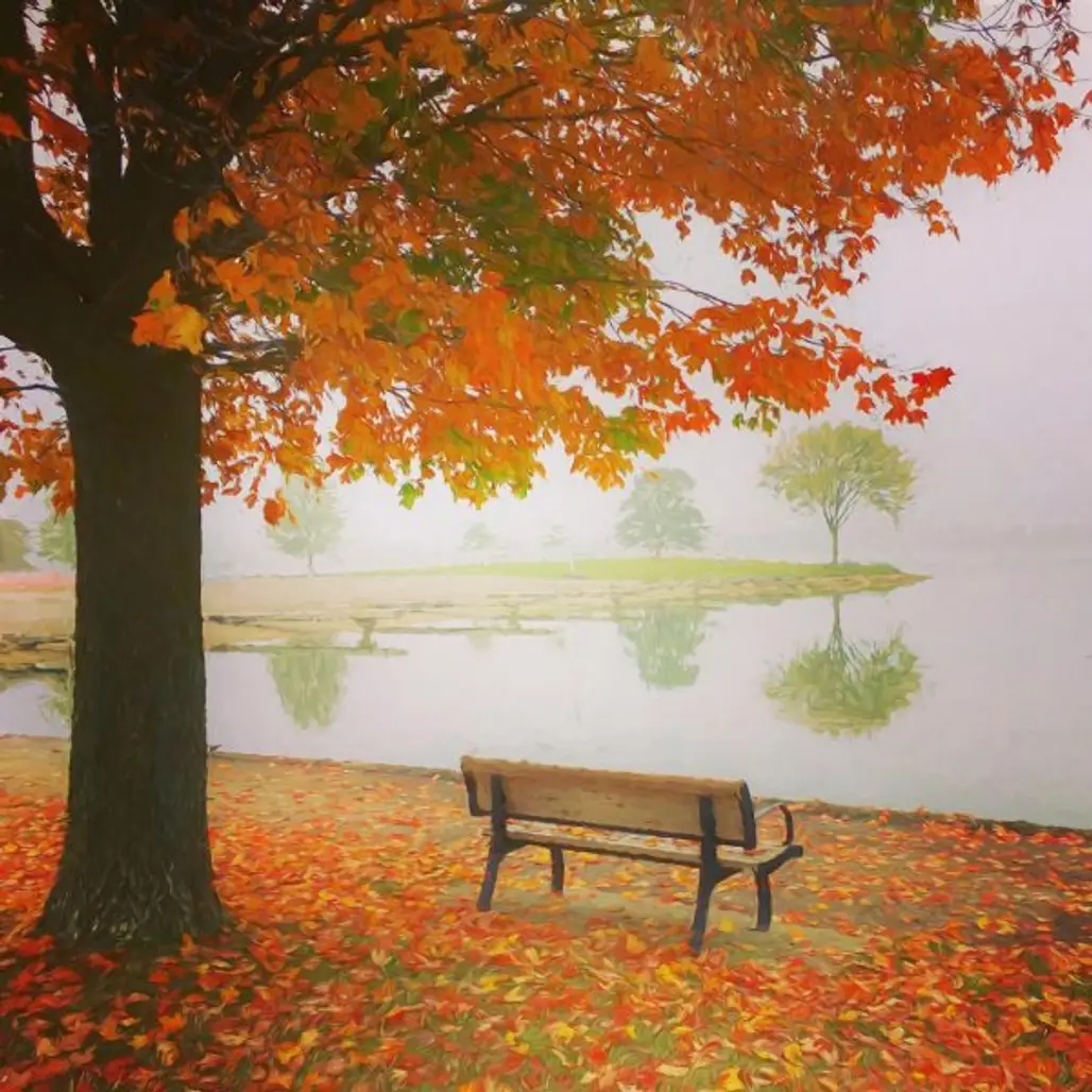 autumn, leaf, orange, tree, painting,