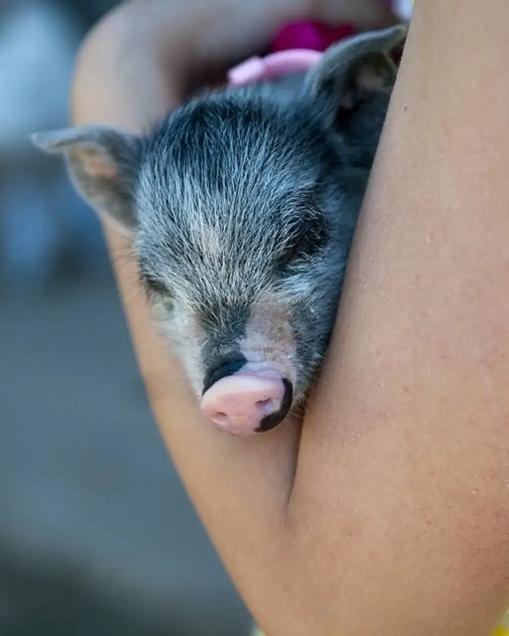 Cute Pet Pig