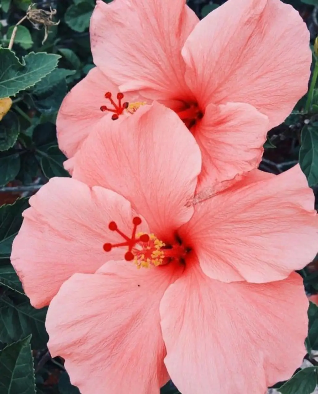 flower, hibiscus, flowering plant, plant, pink,