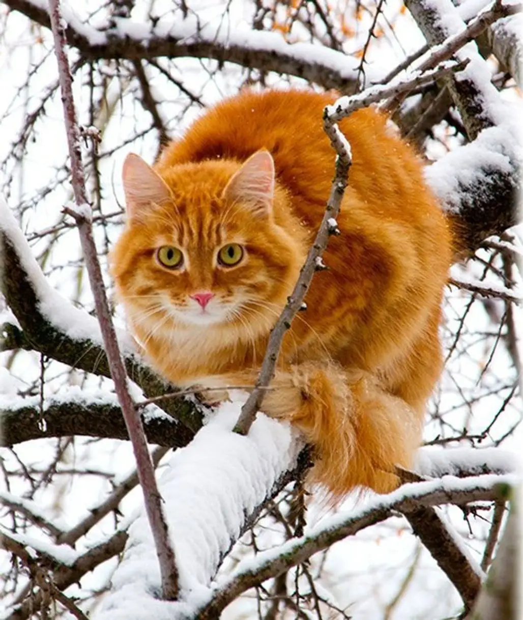 "I've Been Stuck in This Tree for Hours"