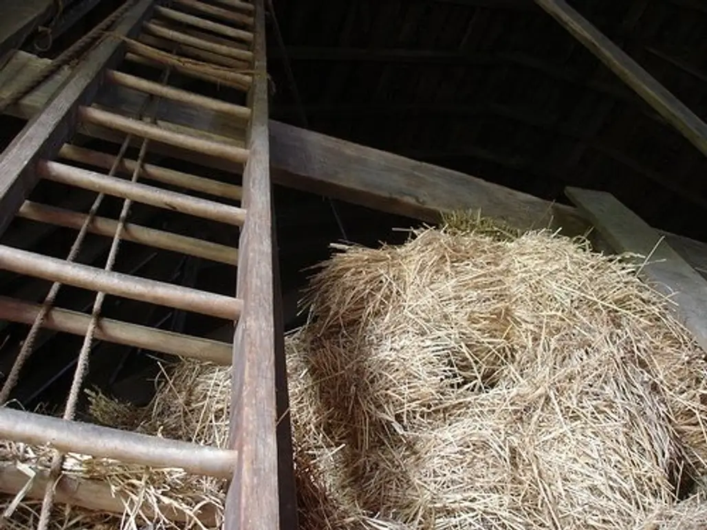 In a Barn Full of Hay