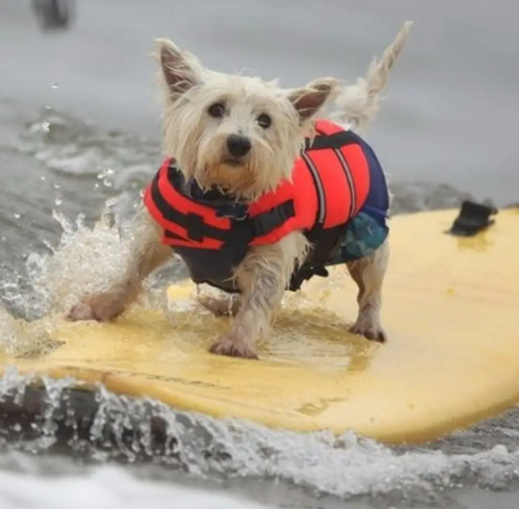Dog Surfing Coach