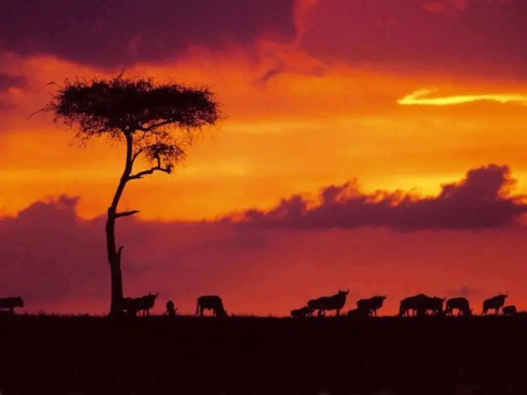 Maasai Mara National Reserve, Kenya