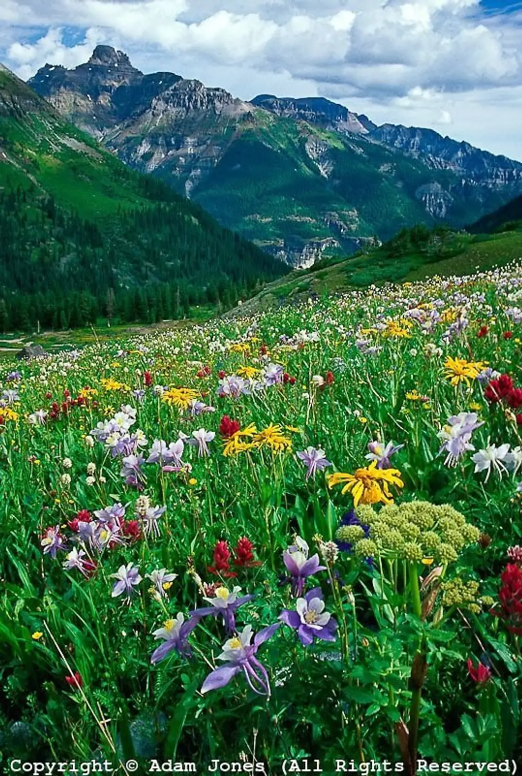 Alpine Meadow, the Rockies