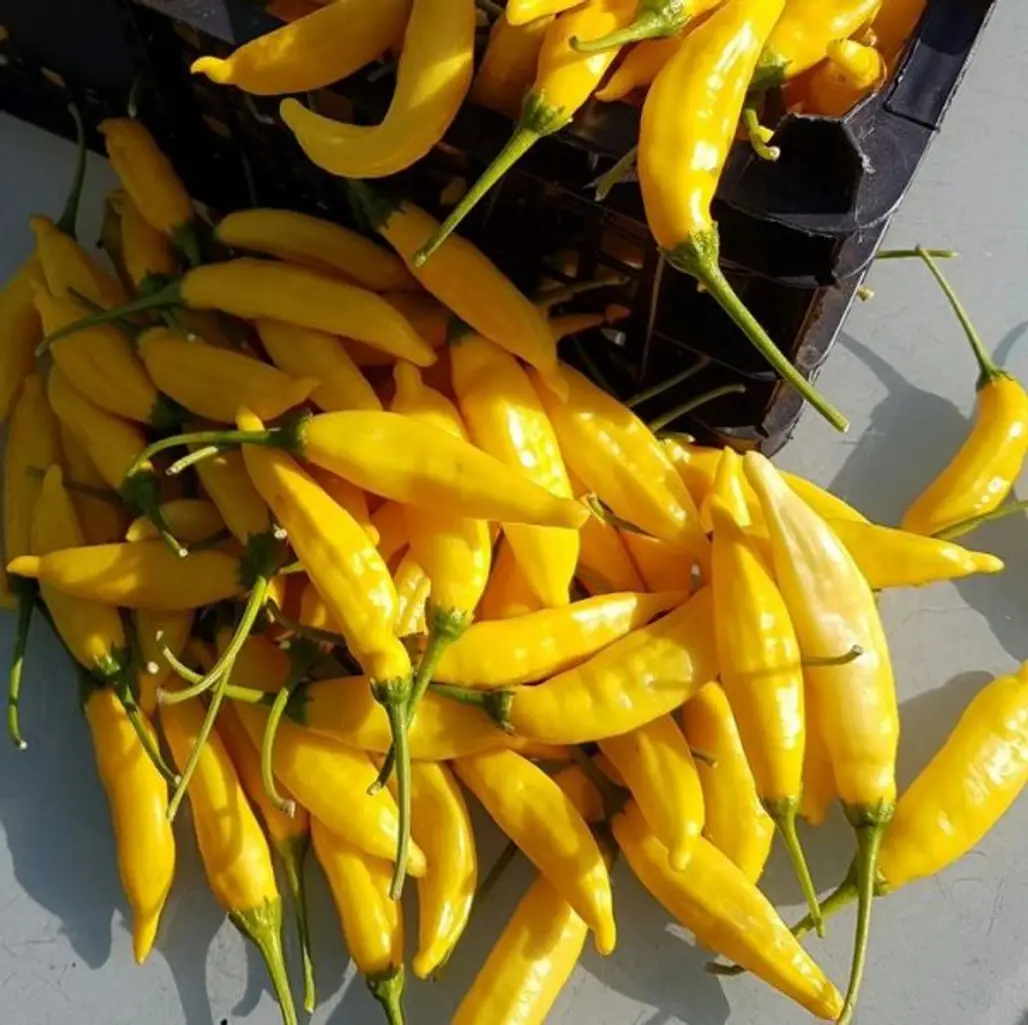 Yellow, Bell peppers and chili peppers, Plant, Food, Bird's eye chili,