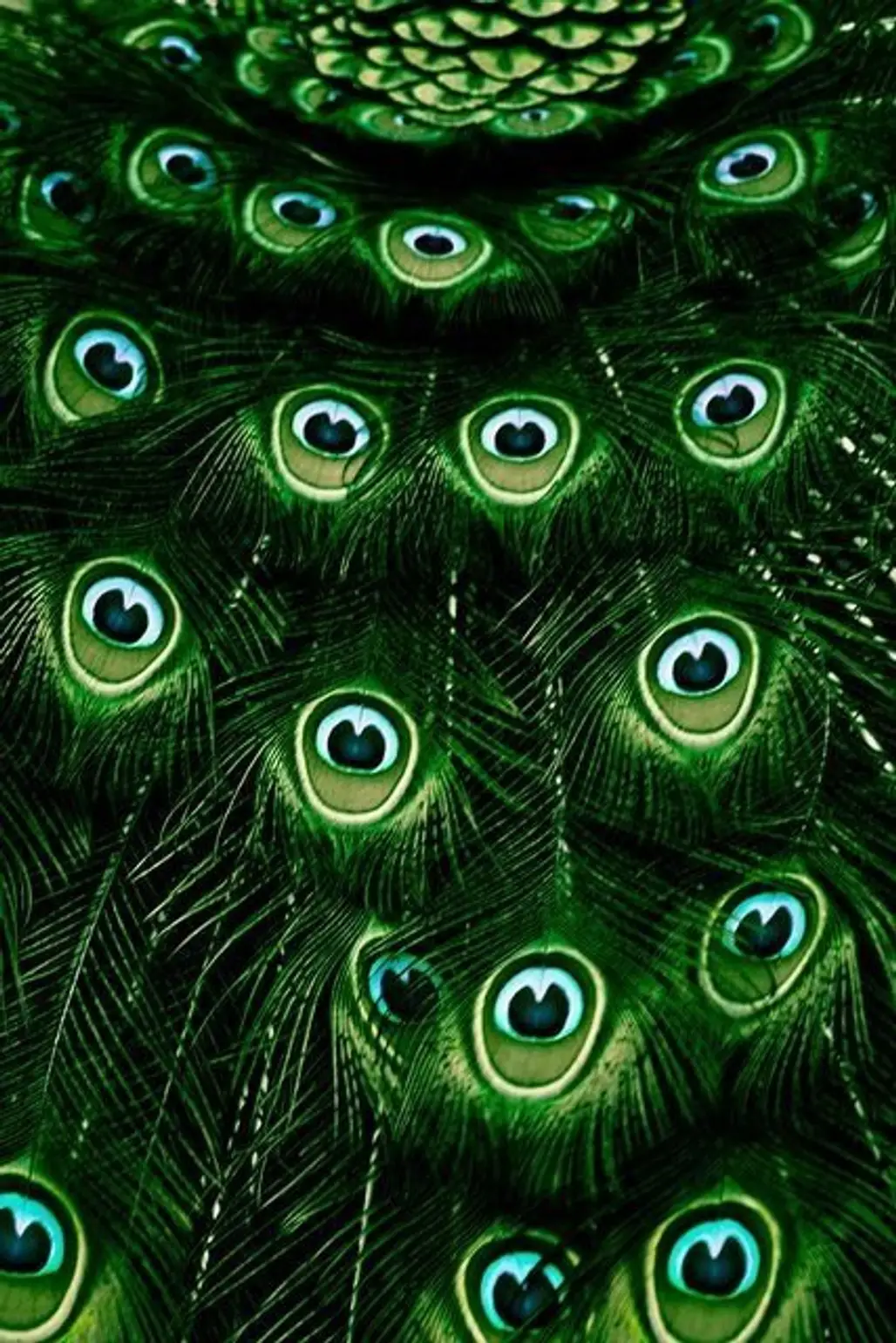 Deep Emerald Green Peacock Feathers