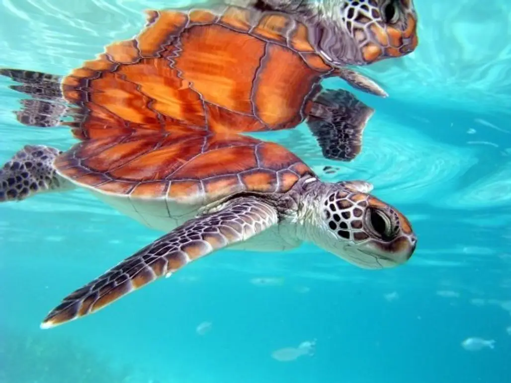 Costa Rica - Sea Turtle Conservation