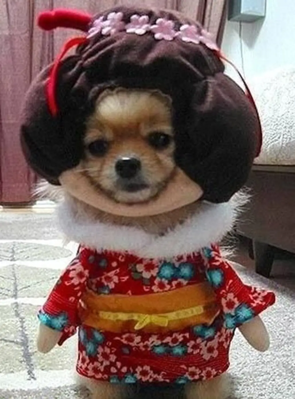 Geisha Dog