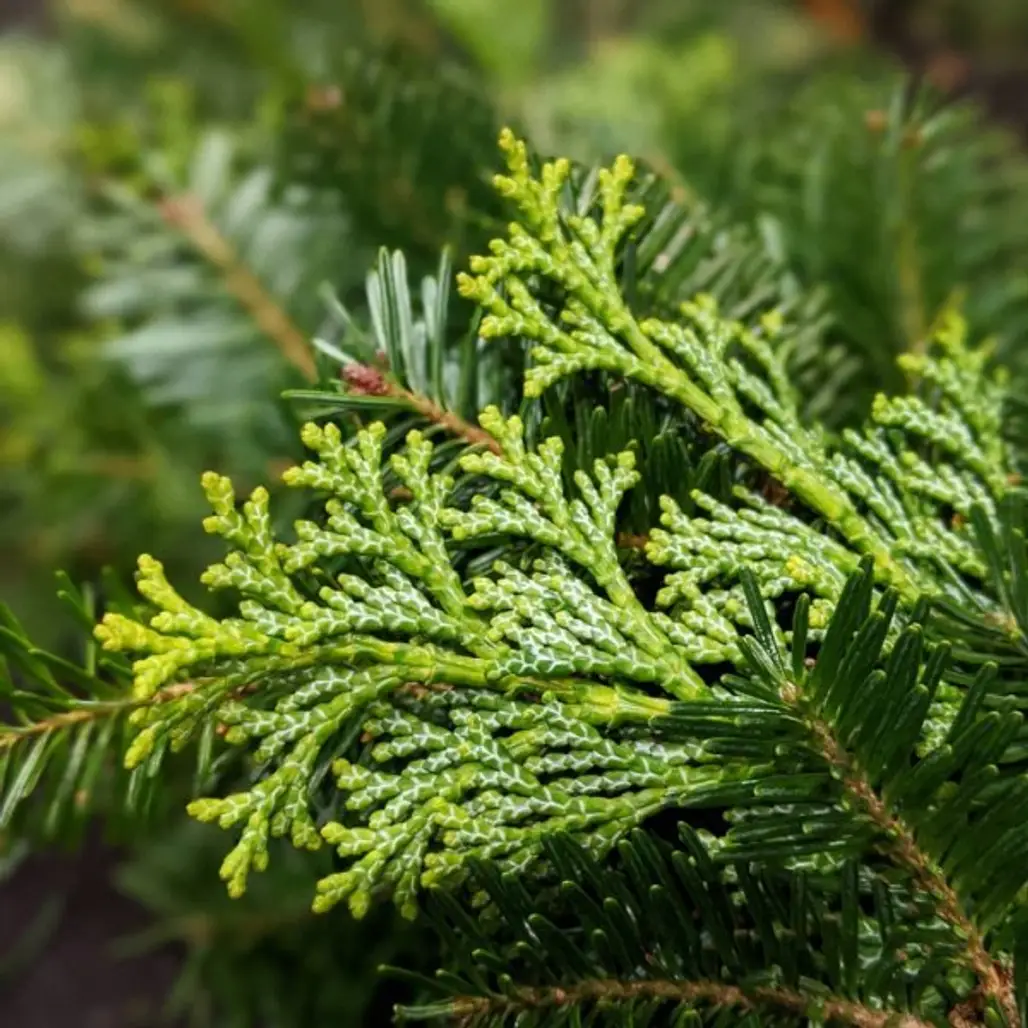 shortleaf black spruce, Columbian spruce, balsam fir, Yellow fir, Tree,