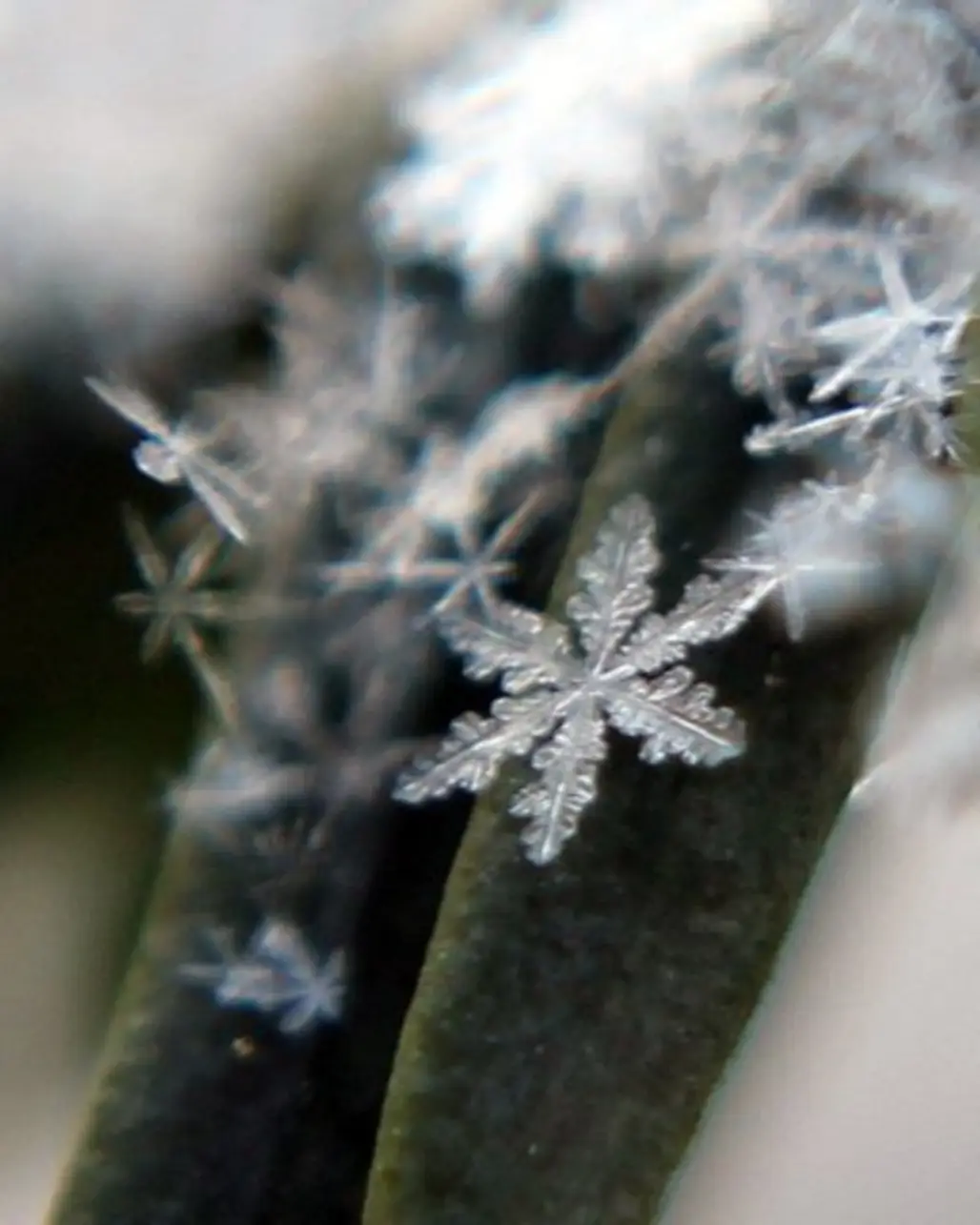 A Snowflake on a Yew Leaf