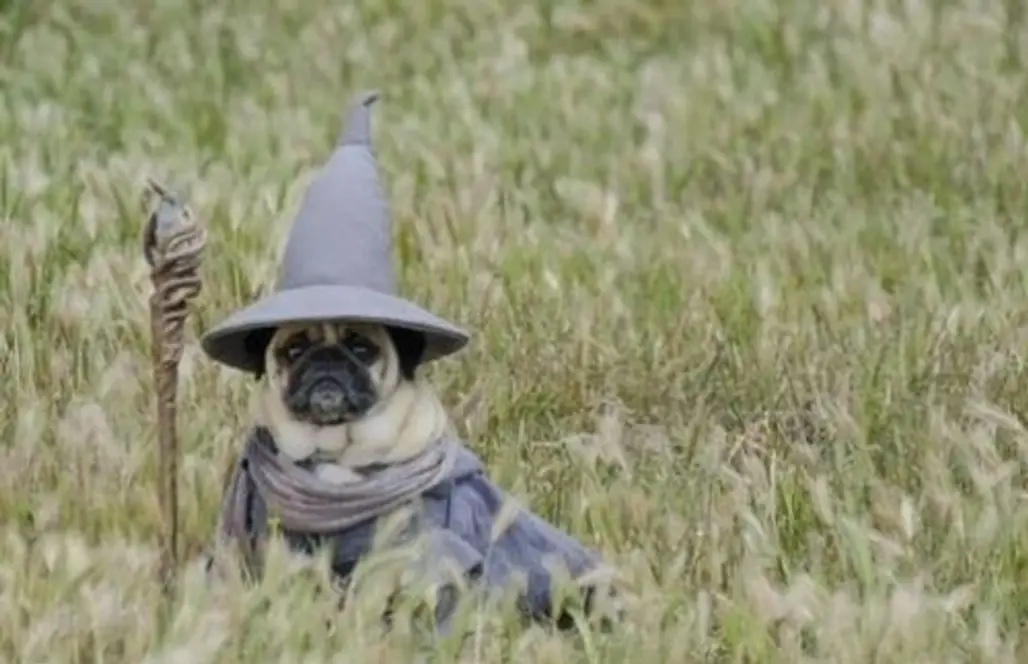 Lord of the Pugs