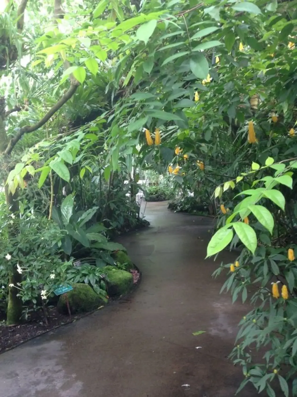 Rainforest Conservatory, Houston Museum of Natural Science