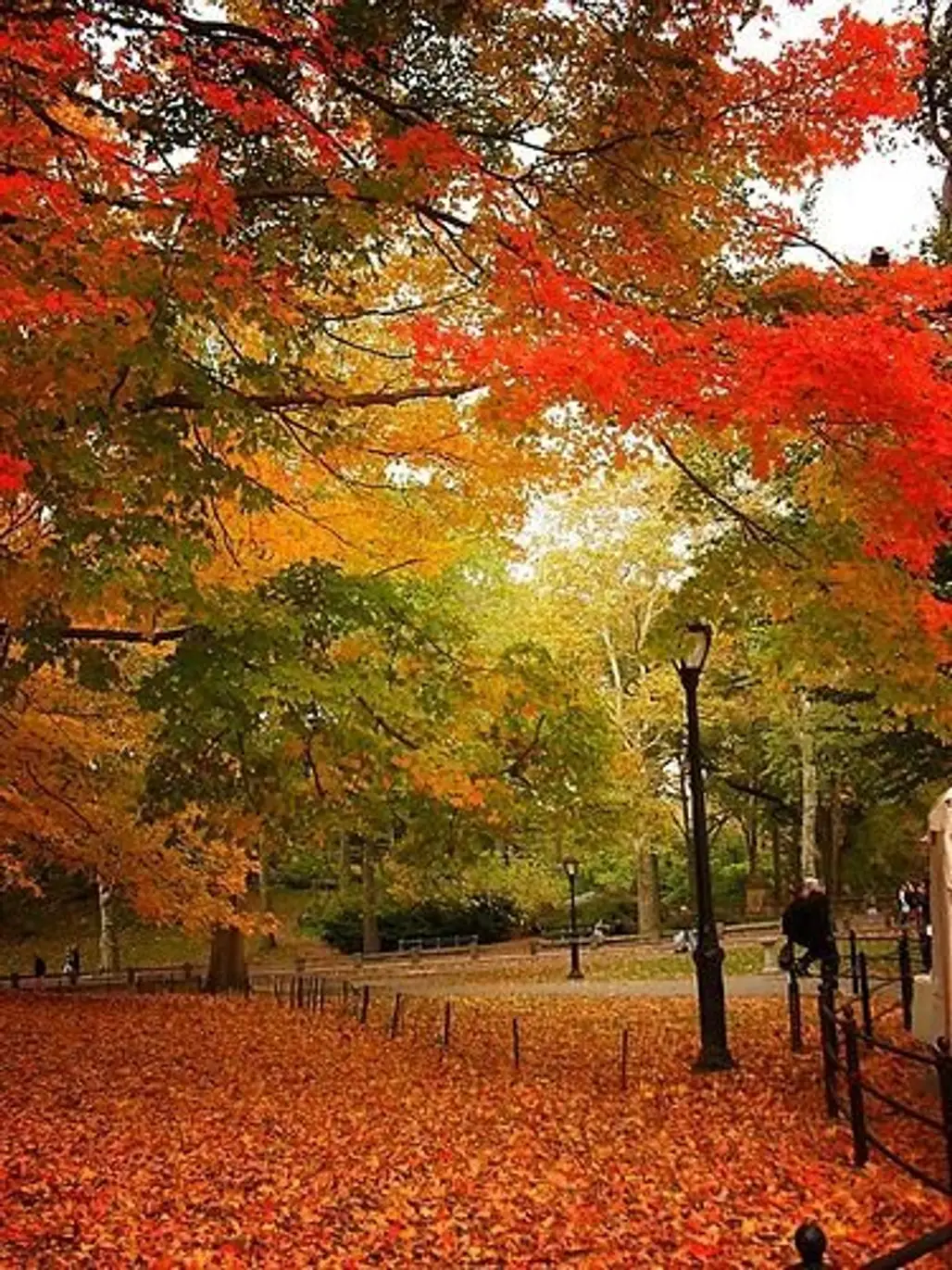 Autumn - Central Park, New York City