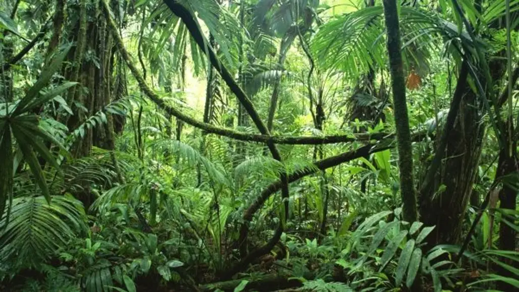 Rainforests Hold Medicines and Cures