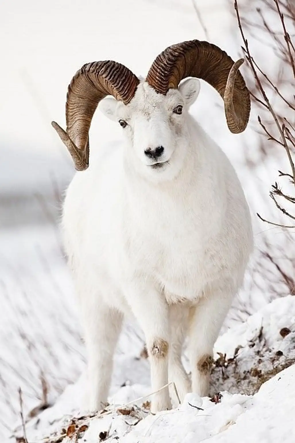 "Pleased to Meet You. I'm a Dall Sheep"