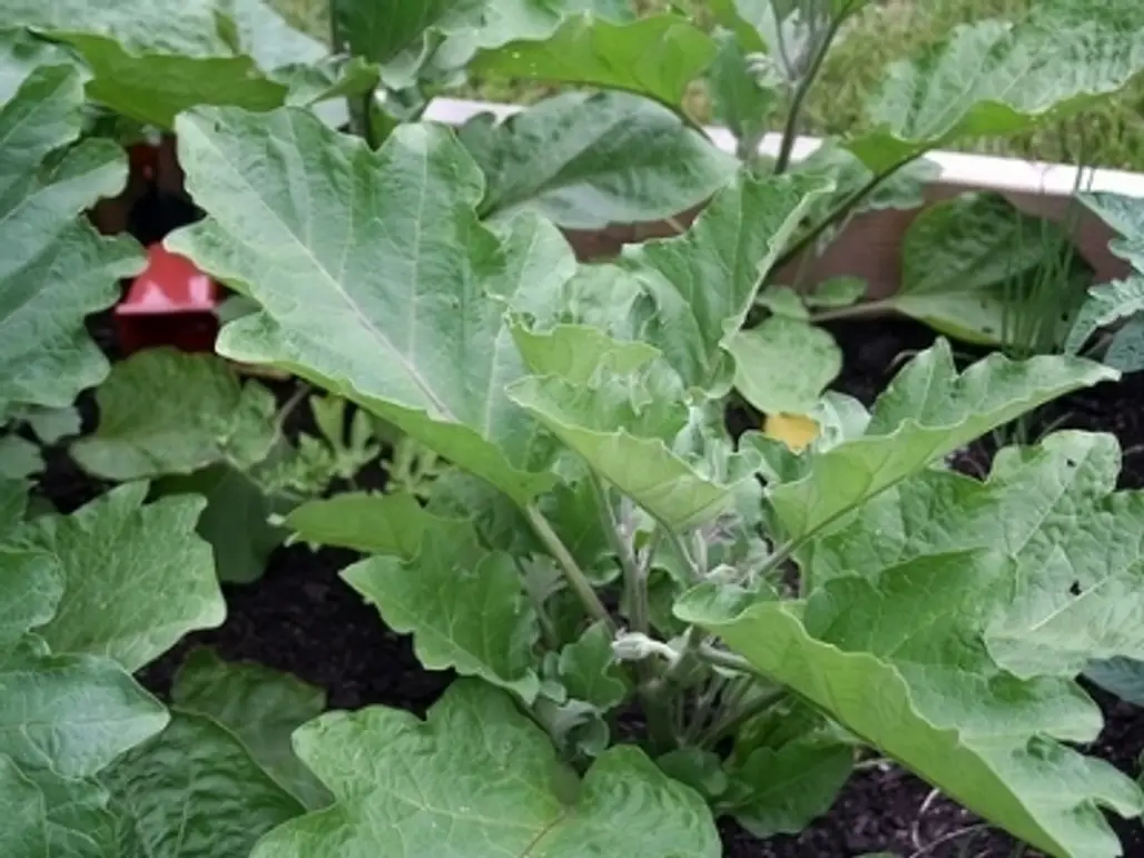 5 Tips on Growing Eggplant