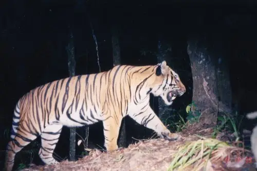 Growling with Tigers: Night Safari, Laos