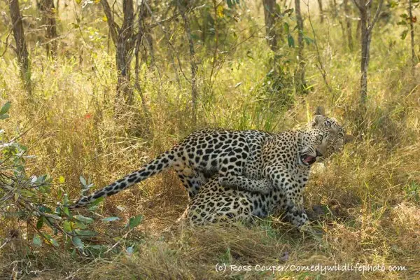 leopard, mammal, cheetah, vertebrate, wildlife,