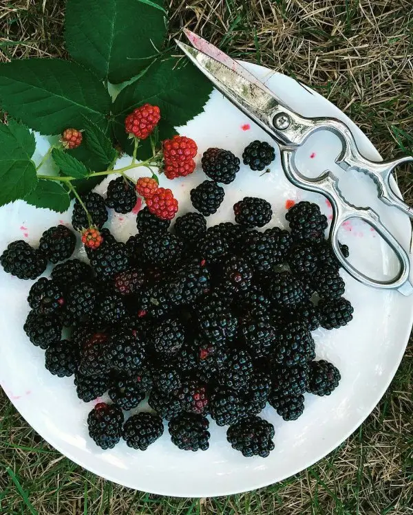 blackberry, food, berry, plant, fruit,